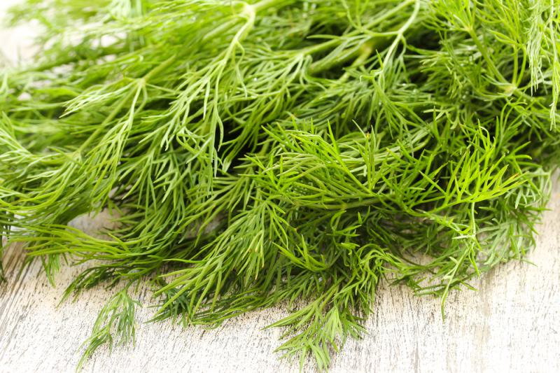 Dereotu Tansiyonu Yükseltir mi?